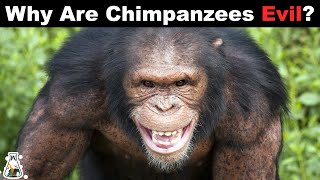 New Disneynature Film quotChimpanzeequot Benefits Chimpanzees in the Wild [upl. by Sikram]