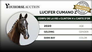 Lucifer Cumano IN THE YOUHORSEAUCTION UNDER THE SADDLE SEPTEMBER 28  OCTOBER 2 2024 [upl. by Natie763]