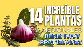 Descubre las 14 Mejores Plantas Medicinales y Sus Increíbles Beneficios para la Salud [upl. by Atinnor25]