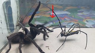 Big Spider vs Tarantula Spider  what will happen [upl. by Newbill]