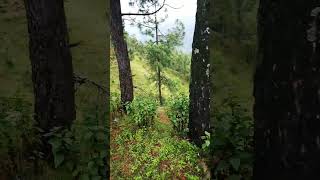 Bypath ❤️ nature naturelovers naturephotography naturevideo mountains forest paurigarhwal ❤️ [upl. by Sellers]