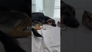 German Shepherd Tries To Hide Excitement dog [upl. by Early]