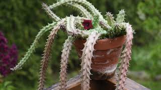 Huernia schneideriana care May 2021 [upl. by Neil113]