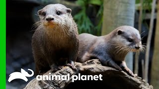 The Ultimate quotOtterlyquot Adorable Otter Compilation  Animal Planet [upl. by Finer]