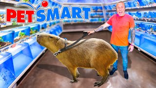 Taking My Capybara to PetSmart [upl. by Atiraj]