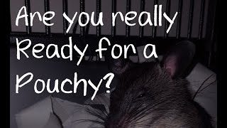 Are you really ready for a pouched rat Gambian Pouched Rat [upl. by Hamford]