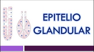 TEJIDO EPITELIAL Epitelio Glandular [upl. by Sayed]