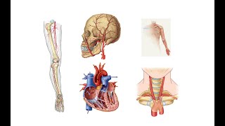 Dolaşım Sistemi Anatomisi Bölüm 1 [upl. by Neelyad894]