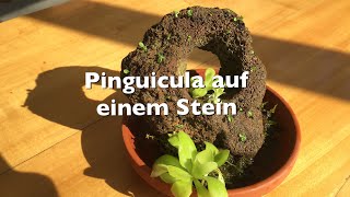 Pinguicula Fettkraut auf einen Stein pflanzen DekoIdee  Karnico [upl. by Kcirreg]