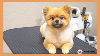 【トリミング】まん丸カットのポメラニアンです  Pomeranian Round Round Cut Dog grooming amp Trimming video [upl. by Leissam324]