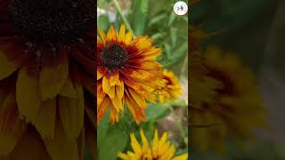 Seed Saving Multi Petal Rudbeckia Flowering plant  Kashmir Gardening shorts [upl. by Knobloch220]