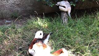 Sifaka Lemurs at Play [upl. by Curtis]