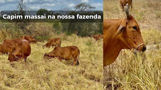 Pastagem de Capim Massai deu certo na nossa fazenda  Falando sobre a raça sindi [upl. by Alisen595]