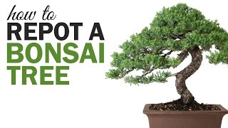 Bonsai Basics Repotting a Bonsai Tree [upl. by Ilohcin]