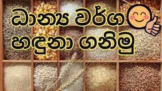 ධාන්‍ය වර්ග හඳුනා ගනිමුDhanya warga haduna ganimu [upl. by Antonie823]