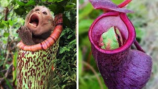 Plants That EAT Animals [upl. by Aicatsan]