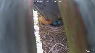 Robin trying to get rid of cowbirds egg 1 [upl. by Raimes]