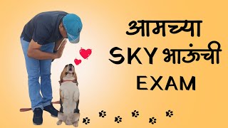 SKY The Beagle  Dog Training amp Exam  TRPVlogs vlog [upl. by Yeliw]