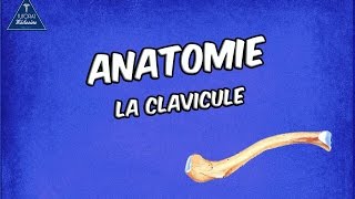 La Clavicule [upl. by Morice]