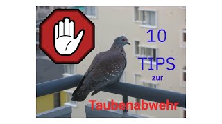 10 Tips zur erfolgreichen Taubenabwehr [upl. by Asiak]