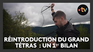 Réintroduction du grand tétras dans les Vosges  un premier bilan [upl. by Aihsekel]