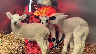 Moreton Morrell College Lambing and Animals Weekend [upl. by Norrat]