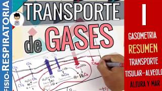 TRANSPORTE DE GASES O2 CO2 en TEJIDOS SANGRE y ALVÉOLO RESUMEN Fisiología Respiratoria 1 [upl. by Sashenka797]