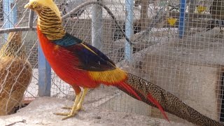 Recorrido por un Criadero de Aves Faisán  TvAgro por Juan Gonzalo Angel [upl. by Elsy594]