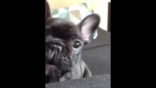 French bulldog puppy barking [upl. by Spoor]