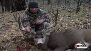 Giant 244 inch Kaibab Mule Deer [upl. by Ygiaf979]