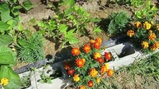 Pros and Cons of Raised Cinder Block Gardens [upl. by Ahsinac157]