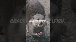 Otterly Adorable Facts A WildWisdomTV Short [upl. by Afas]