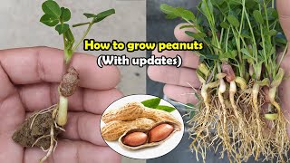 How to grow Peanuts  Complete Guide [upl. by Sajet]