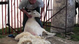 Sheep Shearing Made Simple [upl. by Brunell]