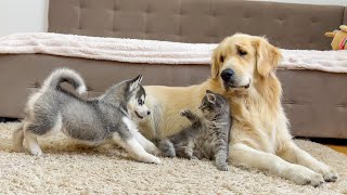 Golden Retriever is Shocked by the First Meeting of a Husky Puppy and a Kitten [upl. by Airalav]