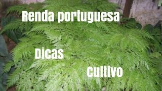 Cultivando renda portuguesa [upl. by Atteugram]