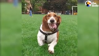 Adorable Basset Hound Always Make His Family Laugh [upl. by Atteyram805]