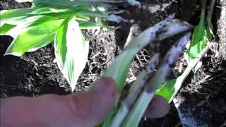 How to Transplant and Divide Hosta Plants [upl. by Hassin]