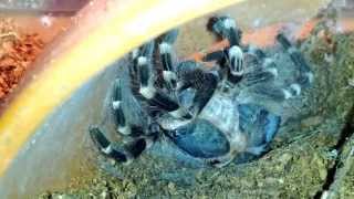 a geniculata molting 1 HD [upl. by Juakn476]