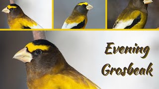 Bird Of The Day 5 Evening Grosbeak [upl. by Filip]