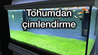 Akvaryum Bitki Tohumu Carpet Seeds [upl. by Xella]