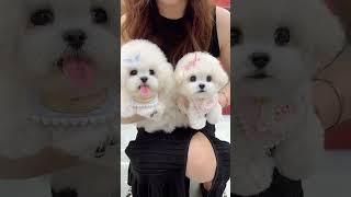 The healing Bichon Frise is online again Do you like the one on the left or the one on the righ [upl. by Ahsiekit660]