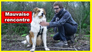 Comment réagir face à deux chiens agressifs en promenade [upl. by Faulkner]