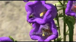 Canterbury Bells or Campanula medium [upl. by Brownson]