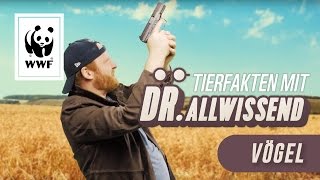 Fakten über Vögel Tierfakten mit Dr Allwissend  WWF Deutschland [upl. by Fleming]