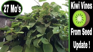 How To Grow A Kiwi Tree or Vine From Seed  27 Months [upl. by Ierna]