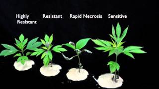 Glyphosate SOA 9 Sensitive vs Resistant Giant Ragweed 2 [upl. by Inatirb]