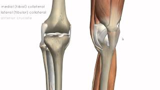 Knee Joint  Part 2  3D Anatomy Tutorial [upl. by Harbison]