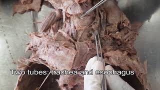 Thyroid gland  Dissection [upl. by Nwahsram]