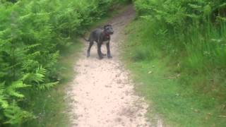 Crazy deerhound puppy [upl. by Dorie]